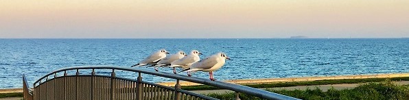 Ocean and seagull on a bridge